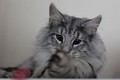 Dumny Kot*PL, Norwegian Forest Cat and Russian Blue cattery