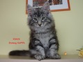 Dumny Kot*PL, Norwegian Forest Cat and Russian Blue cattery