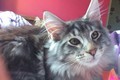 Dumny Kot*PL, Norwegian Forest Cat and Russian Blue cattery