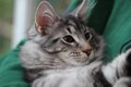 Dumny Kot*PL, Norwegian Forest Cat and Russian Blue cattery