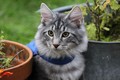 Dumny Kot*PL, Norwegian Forest Cat and Russian Blue cattery