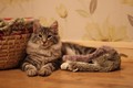 Dumny Kot*PL, Norwegian Forest Cat and Russian Blue cattery