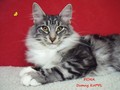 Dumny Kot*PL, Norwegian Forest Cat and Russian Blue cattery