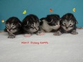 Dumny Kot*PL, Norwegian Forest Cat and Russian Blue cattery