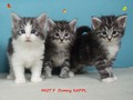 Dumny Kot*PL, Norwegian Forest Cat and Russian Blue cattery