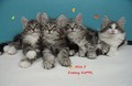 Dumny Kot*PL, Norwegian Forest Cat and Russian Blue cattery