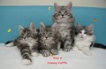 Dumny Kot*PL, Norwegian Forest Cat and Russian Blue cattery