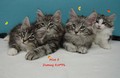 Dumny Kot*PL, Norwegian Forest Cat and Russian Blue cattery