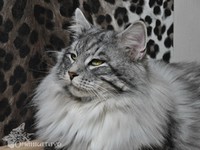 Dumny Kot*PL, Norwegian Forest Cat and Russian Blue cattery