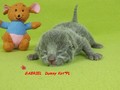 Dumny Kot*PL, Norwegian Forest Cat and Russian Blue cattery