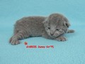 Dumny Kot*PL, Norwegian Forest Cat and Russian Blue cattery