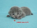 Dumny Kot*PL, Norwegian Forest Cat and Russian Blue cattery