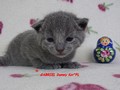 Dumny Kot*PL, Norwegian Forest Cat and Russian Blue cattery