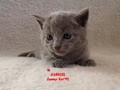 Dumny Kot*PL, Norwegian Forest Cat and Russian Blue cattery