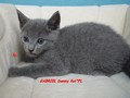 Dumny Kot*PL, Norwegian Forest Cat and Russian Blue cattery