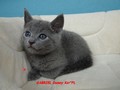 Dumny Kot*PL, Norwegian Forest Cat and Russian Blue cattery