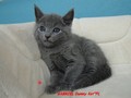 Dumny Kot*PL, Norwegian Forest Cat and Russian Blue cattery