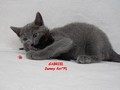 Dumny Kot*PL, Norwegian Forest Cat and Russian Blue cattery