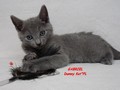 Dumny Kot*PL, Norwegian Forest Cat and Russian Blue cattery