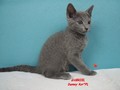 Dumny Kot*PL, Norwegian Forest Cat and Russian Blue cattery