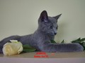 Dumny Kot*PL, Norwegian Forest Cat and Russian Blue cattery