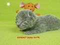 Dumny Kot*PL, Norwegian Forest Cat and Russian Blue cattery