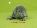 Dumny Kot*PL, Norwegian Forest Cat and Russian Blue cattery