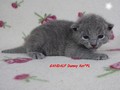 Dumny Kot*PL, Norwegian Forest Cat and Russian Blue cattery