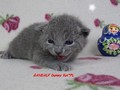 Dumny Kot*PL, Norwegian Forest Cat and Russian Blue cattery