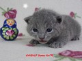 Dumny Kot*PL, Norwegian Forest Cat and Russian Blue cattery