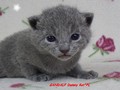 Dumny Kot*PL, Norwegian Forest Cat and Russian Blue cattery