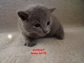 Dumny Kot*PL, Norwegian Forest Cat and Russian Blue cattery