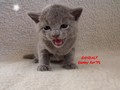 Dumny Kot*PL, Norwegian Forest Cat and Russian Blue cattery