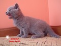 Dumny Kot*PL, Norwegian Forest Cat and Russian Blue cattery