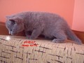 Dumny Kot*PL, Norwegian Forest Cat and Russian Blue cattery