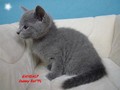 Dumny Kot*PL, Norwegian Forest Cat and Russian Blue cattery