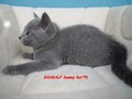 Dumny Kot*PL, Norwegian Forest Cat and Russian Blue cattery