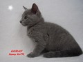 Dumny Kot*PL, Norwegian Forest Cat and Russian Blue cattery