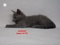 Dumny Kot*PL, Norwegian Forest Cat and Russian Blue cattery