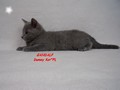 Dumny Kot*PL, Norwegian Forest Cat and Russian Blue cattery