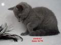 Dumny Kot*PL, Norwegian Forest Cat and Russian Blue cattery