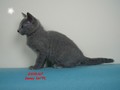 Dumny Kot*PL, Norwegian Forest Cat and Russian Blue cattery