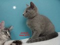 Dumny Kot*PL, Norwegian Forest Cat and Russian Blue cattery