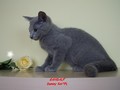 Dumny Kot*PL, Norwegian Forest Cat and Russian Blue cattery