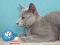 Dumny Kot*PL, Norwegian Forest Cat and Russian Blue cattery