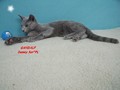 Dumny Kot*PL, Norwegian Forest Cat and Russian Blue cattery