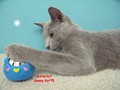 Dumny Kot*PL, Norwegian Forest Cat and Russian Blue cattery