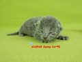 Dumny Kot*PL, Norwegian Forest Cat and Russian Blue cattery