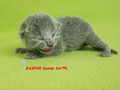 Dumny Kot*PL, Norwegian Forest Cat and Russian Blue cattery