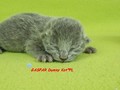 Dumny Kot*PL, Norwegian Forest Cat and Russian Blue cattery